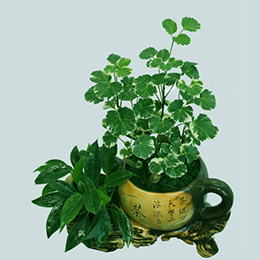 花葉金錢(qián)兜組合盆栽